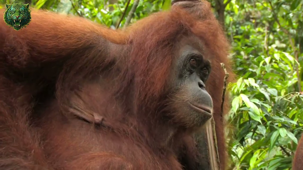 BORNEO SELVAGEM O Último Paraíso Intocado da Terra Mas Tá Acabando! – Documentário Animal