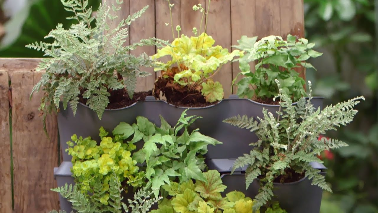 Cómo hacer un jardín vertical para paredes orientadas al norte - Bricomanía - Jardinatis