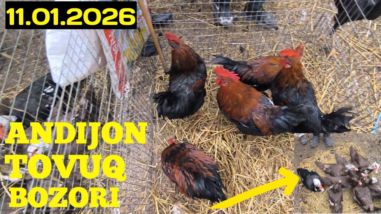 ANDIJON TOVUQ BOZORI 11.01.2026