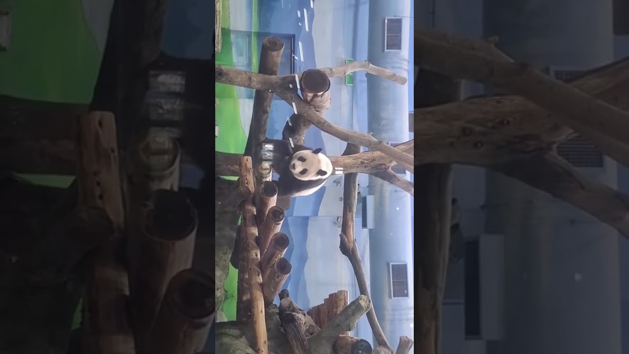 大貓熊 圓圓