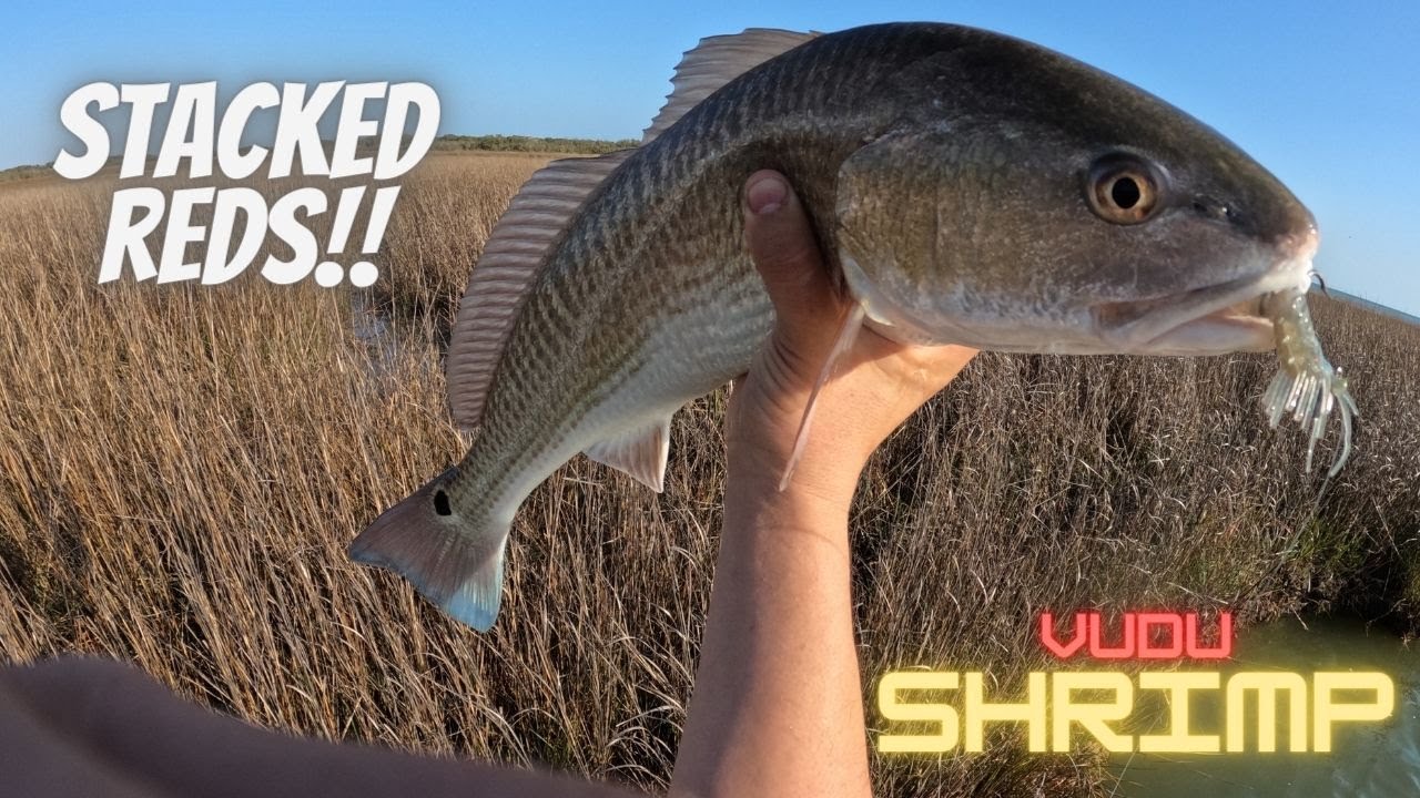STACKED Redfish LIMIT with Vudu shrimp