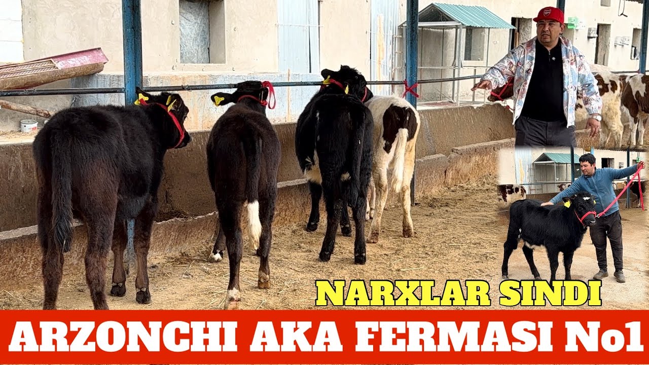 ARZONCHI AKA G’UNAJIN BUZOQLARI SOTILADI 60 mlnga 5 TA YO’G’E