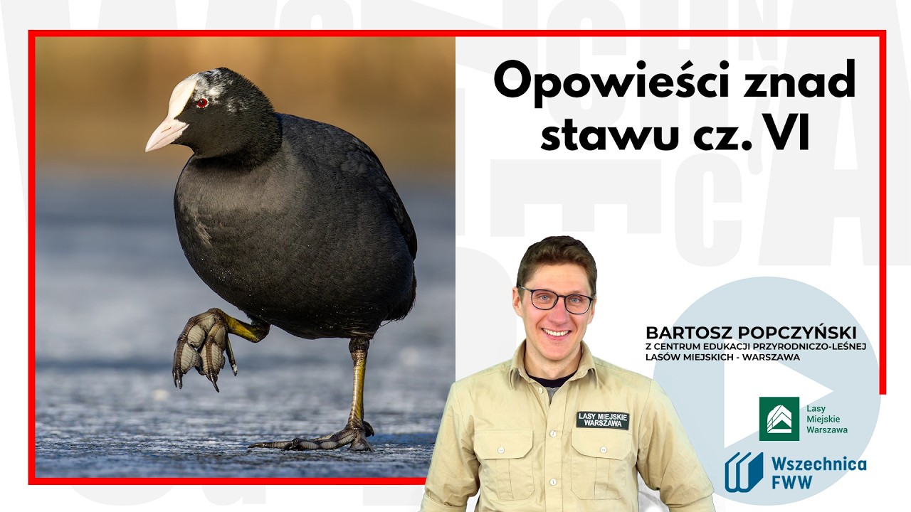 Opowieści znad stawu cz. 6 / Bartosz Popczyński