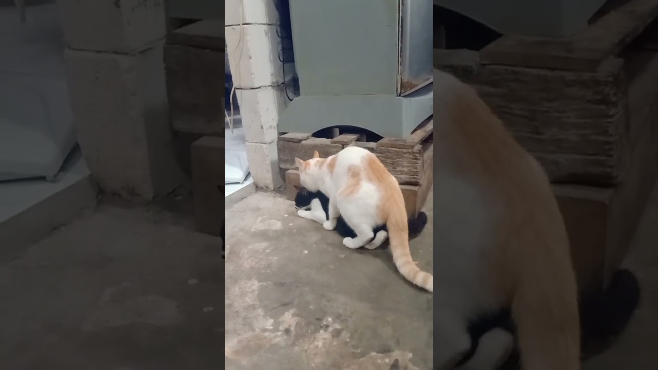 Kucing berantem 