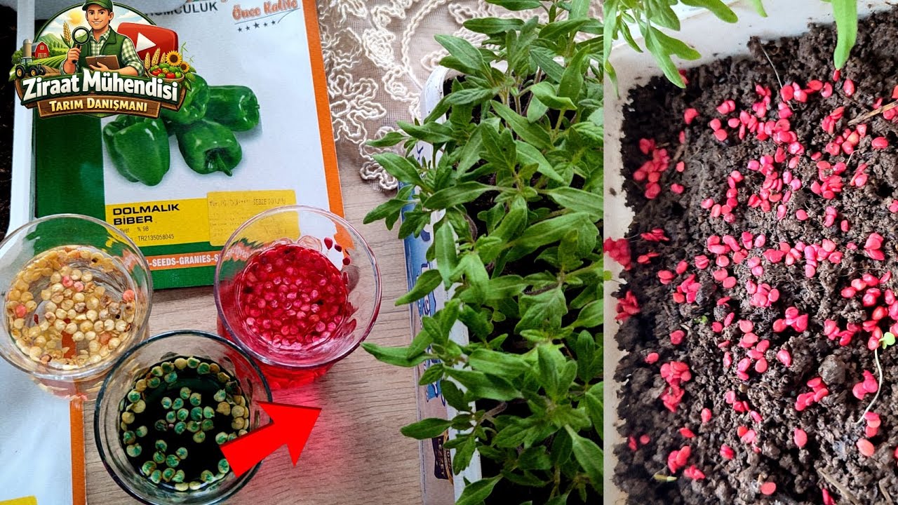 Domates Ve Biberde%100 Çimlendirme Yöntemi🌱Biber Tohumlarını Çimlendirmeden Mutlaka Bu Testi Yap