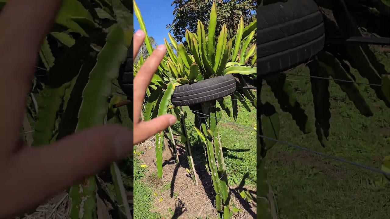 Como &eacute; feita a Poda e a Desbrota da Pitaya #pitaya #viral #foryou #foryoupage