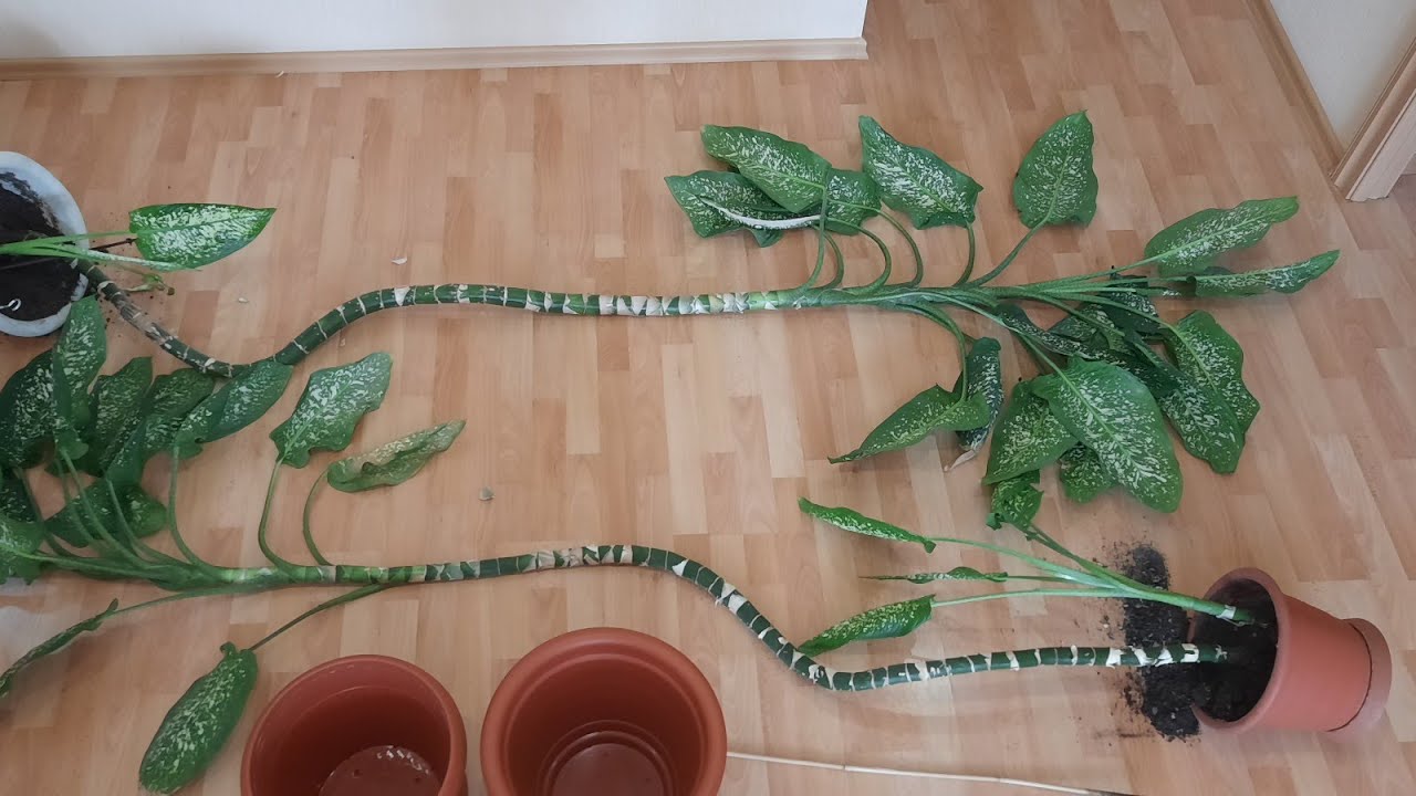 🌱Пересадка и черенкование трехметровых диффенбахий. Выращивание и уход в домашних условиях.
