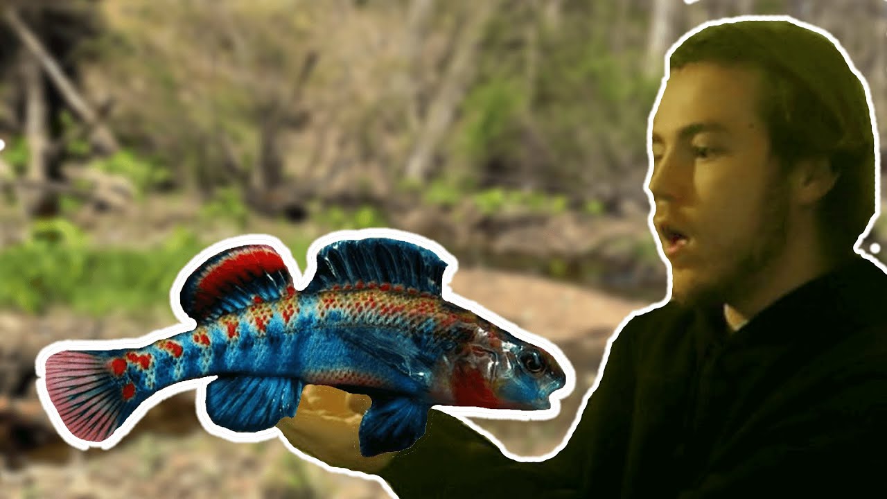 Catching RAINBOW colored fish in Missouri!!