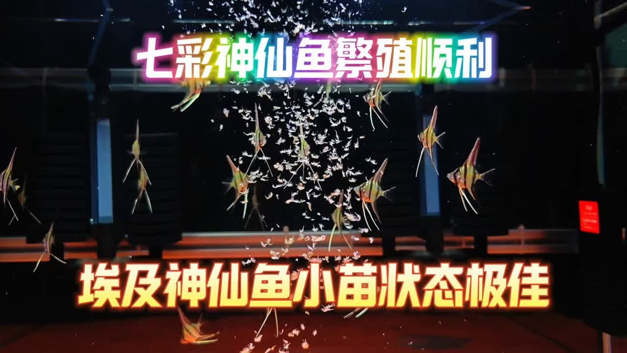 七彩神仙鱼繁殖顺利，埃及神仙鱼小苗状态极佳！