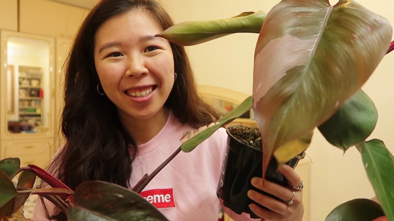 HOUSEPLANT CARE: GET MORE PINK ON YOUR PINK PRINCESS PHILODENDRON
