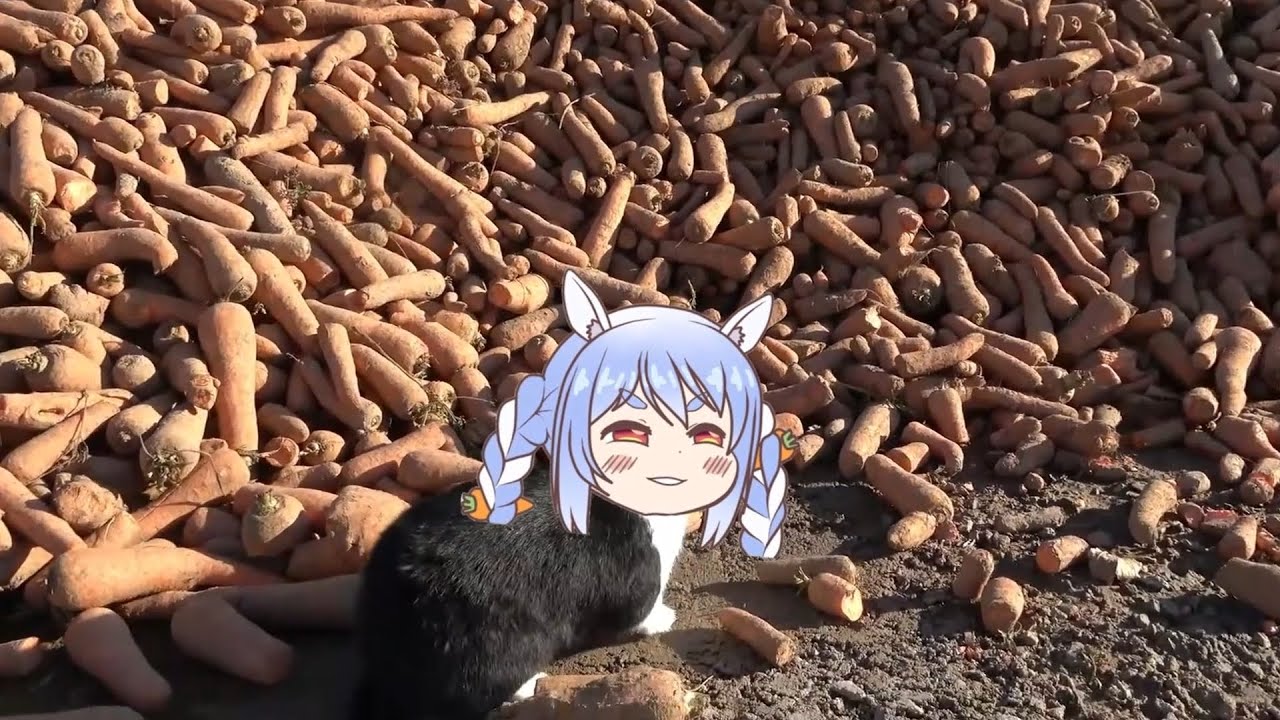Pekora rabbit at Pekoland | Animal hololive