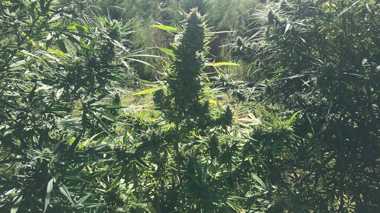 Hemp Farming: Seed to Sale and the challenges that face hemp farmers and growers