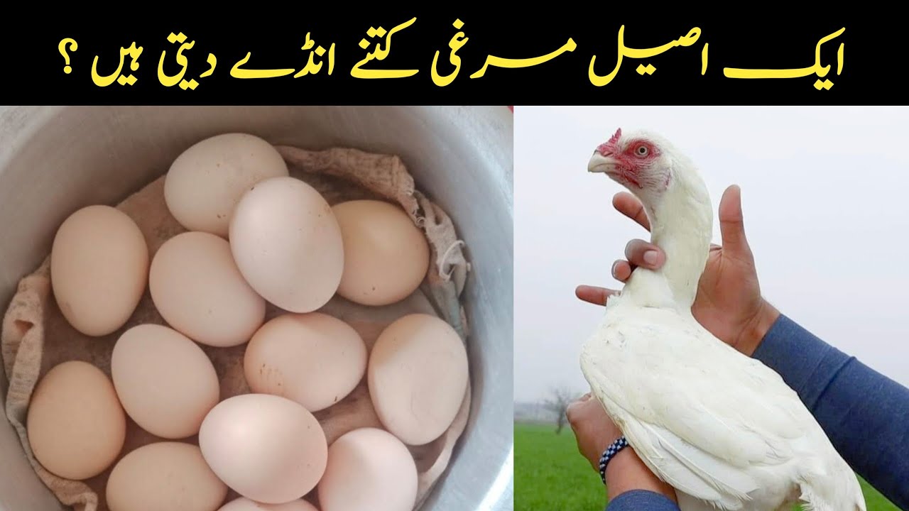 How Many Eggs Are Laying An Aseel Hen #hen #laying #egg