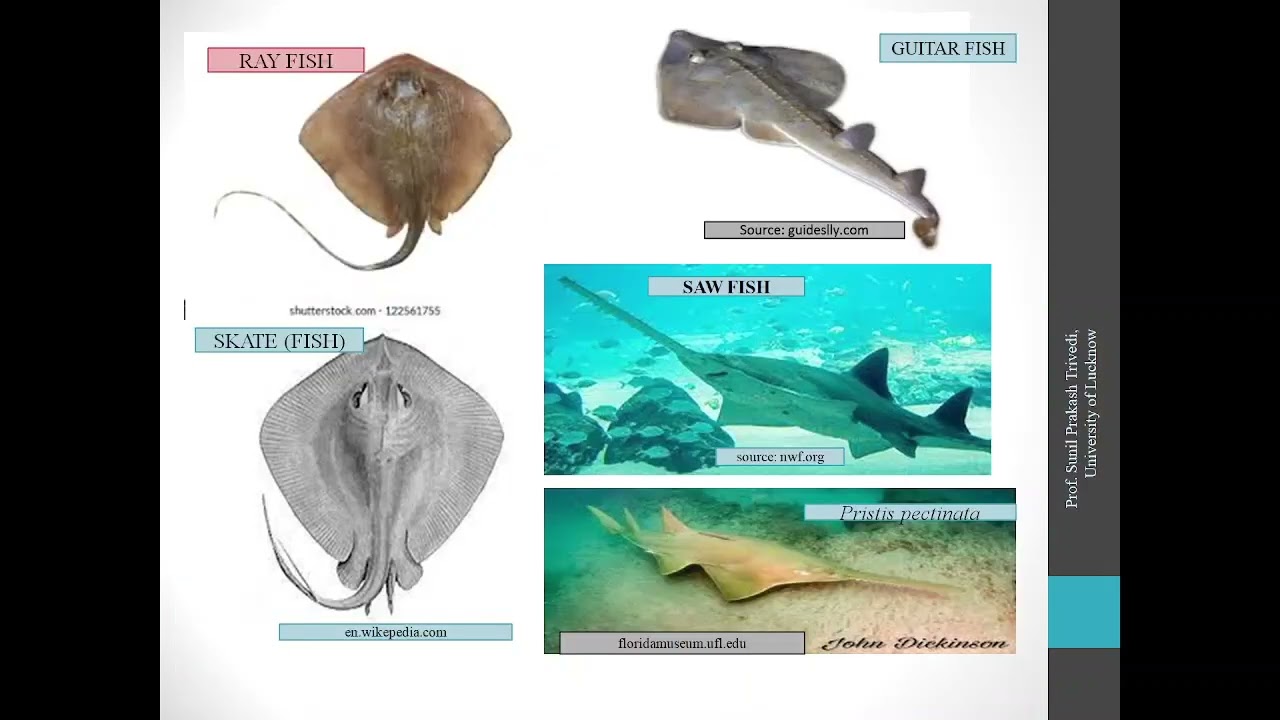 Elasmobranch Fisheries