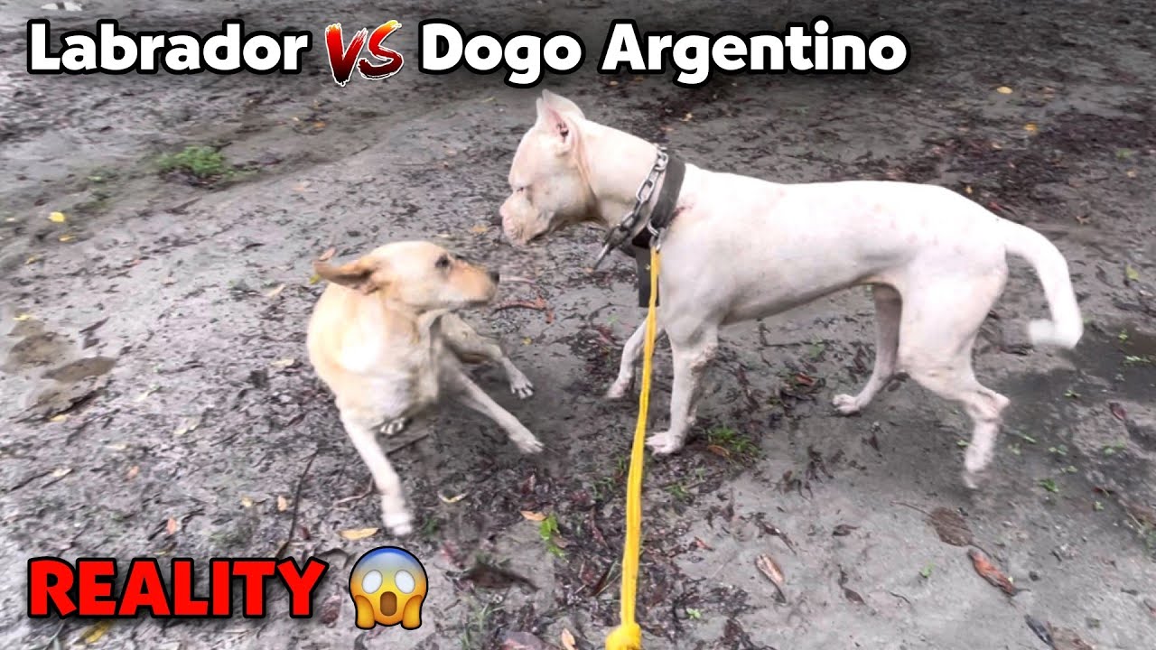 A Day With Most Dangerous Dogo Argentino 🔥| Hunting Dog Breed