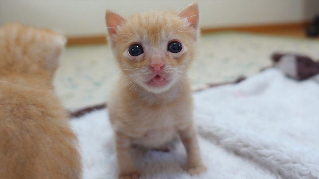 【生後24日】トイレ後の兄弟のおしりの匂いを嗅いで呆然とする子猫 ＆ しょうちゃんにある疑惑が浮上しました…