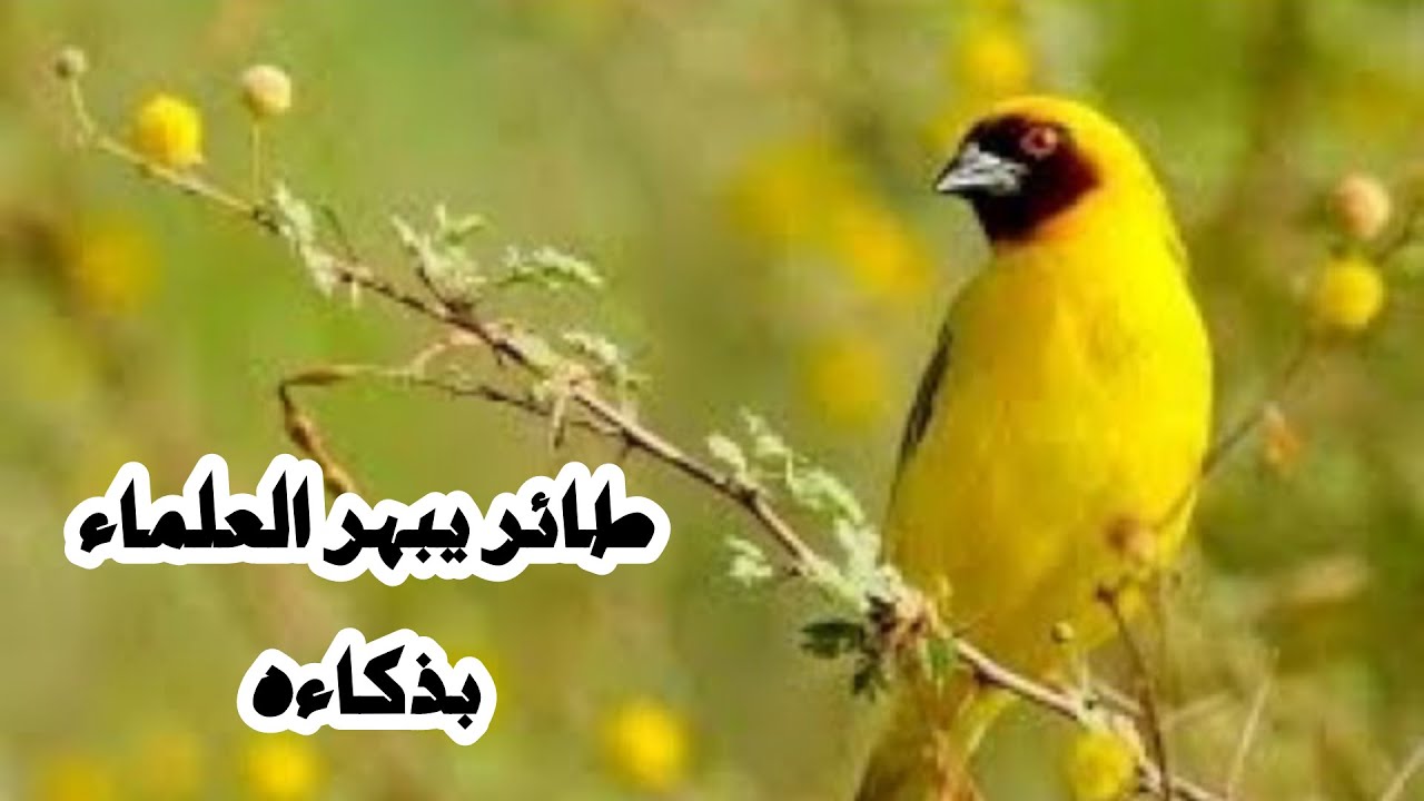 #سبحان الله#حيوانات تبتكر طريقة غريبة للعلاج#و أصغر طائر يبهر العلماء بذكاءه الغريب#سر هذه الغرابة؟