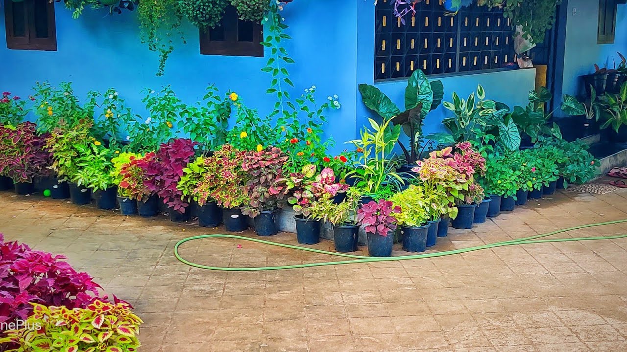 Let's take a look at the cool garden./കാടാമ്പുഴ യിലെ മരവട്ടം ഒരു വീട്ടിലെ പൂന്തോട്ടം /vlog