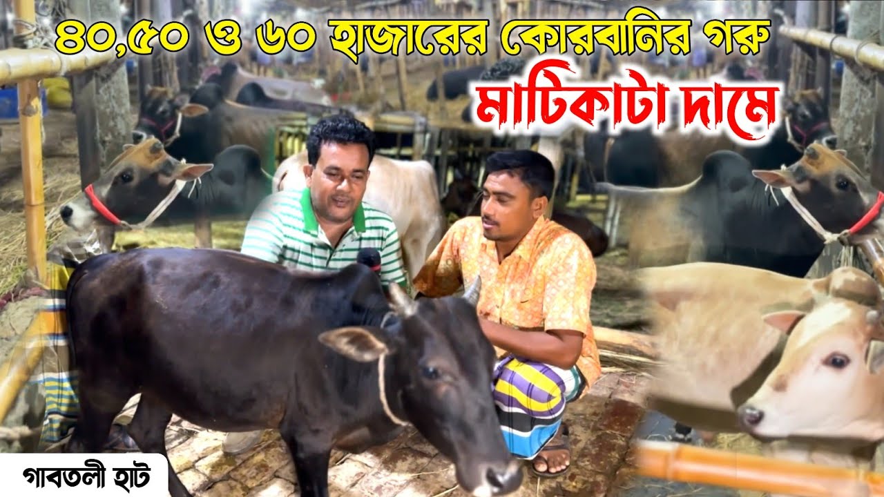 ৪০ ৪৫ ৫০ ও ৬০ হাজারের  কোরবানির গরু! গাবতলী গরুর হাট ২০২৪