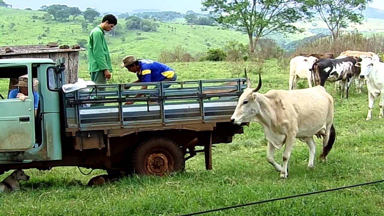 Fazenda Isolina -  Curando bezerro, Vaca nervosa HD