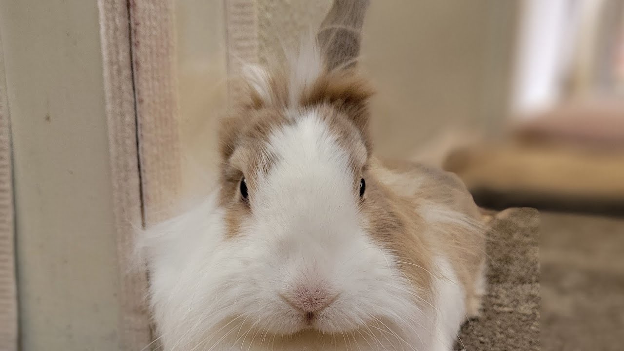 Bunny mofu is live! 10 FEB 2026 #可愛い #かわいい #bunny #rabbit #cute #ふわふわ #うさぎ #relaxing #動物 #viralvideo