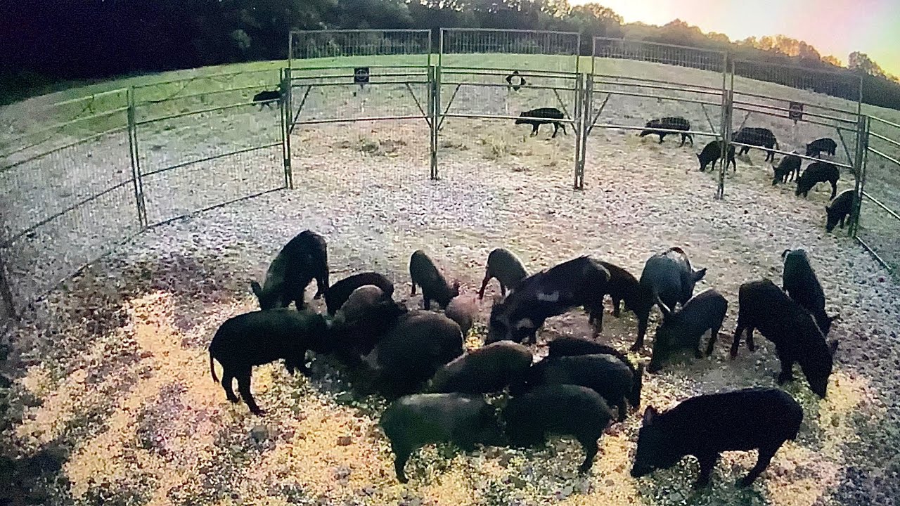 My largest wild pig catch with new trap