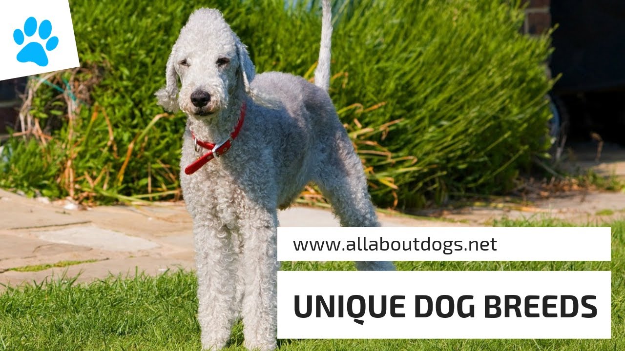 UNIQUE DOG BREEDS - All About Dogs