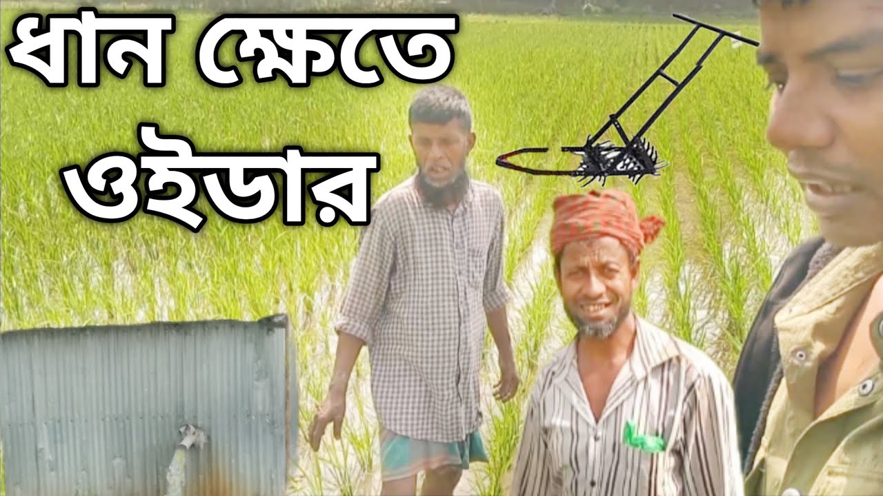 ধান ক্ষেতে ওইডার। দেওয়া হচ্ছে। সাথে ধানের গুড়া পরিষ্কার |