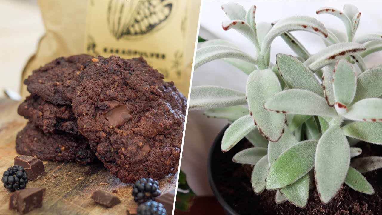 André, browkies et mini plant tour | Friendly Beauty