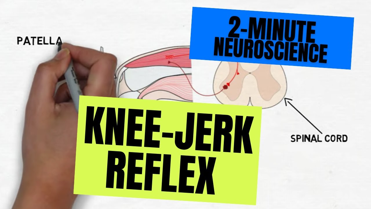 2-Minute Neuroscience: Knee-jerk Reflex