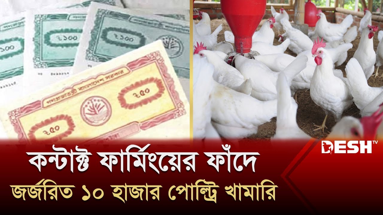 ইংরেজদের নীল চাষের মতো দাদন ব্যবসার আরেক নাম কন্টাক্ট ফার্মিং | Contact Farming | Poultry | Desh TV