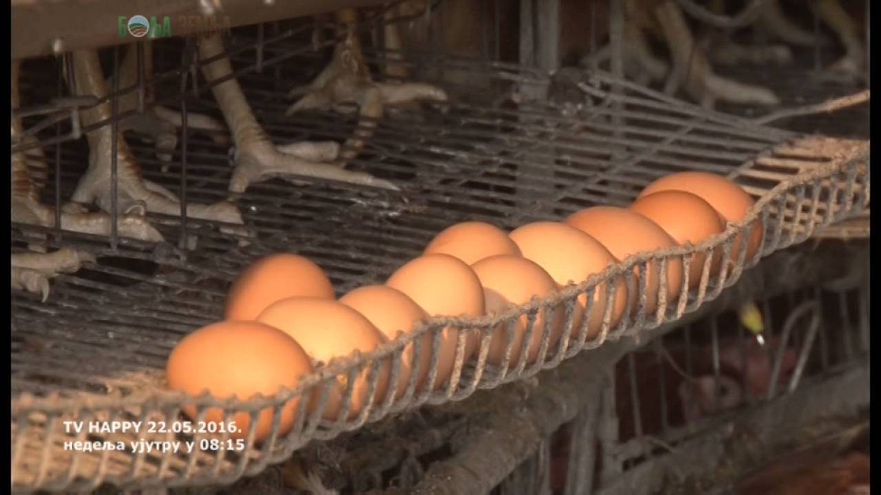 Upotreba C vitamina u ishrana koka nosilja i Uni program Gebija