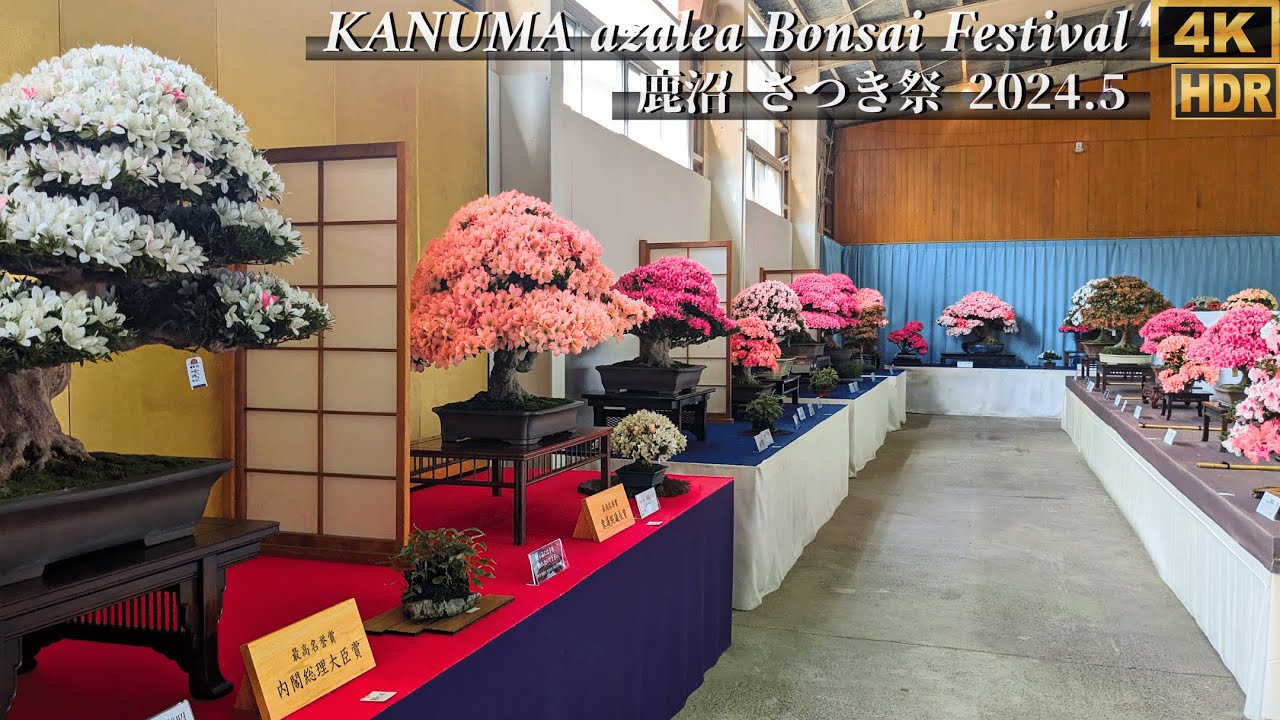 KANUMA Satuki Azalea Bonsai Festival 2024 in japan ~鹿沼 さつき祭り~ [4K HDR]