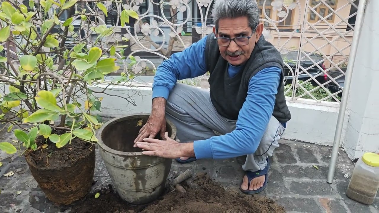 @ गमले में लगे पुराने पौधे को गमले से निकालकर नई मिट्टी भरकर, फिर से उसी गमले में लगाने का सही तरीका