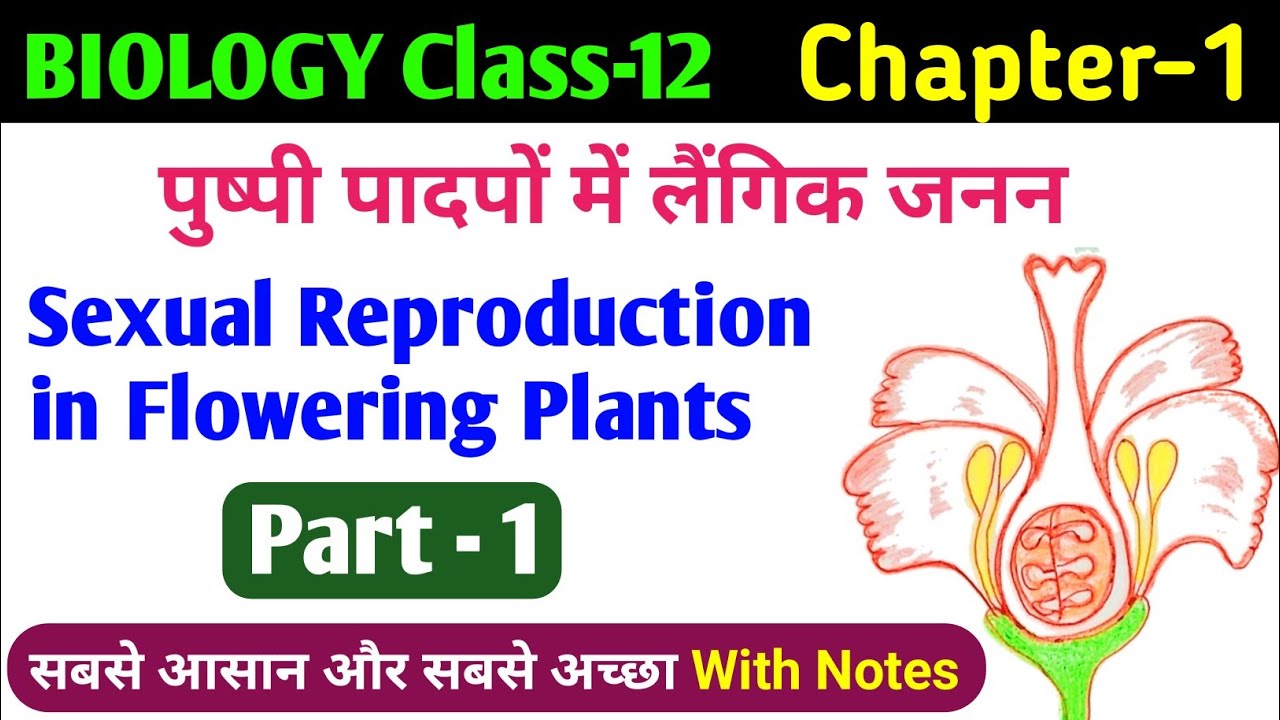 Structure of Flower | class 12 biology sexual reproduction in flowering plants | pushp ki sanrachna