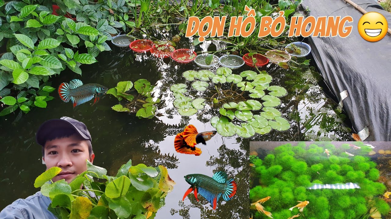 Cập Nhật Hồ Lia Thia Sau Cơn Bão Và Dọn Hồ Cá Bỏ Hoang|Mến Phạm.