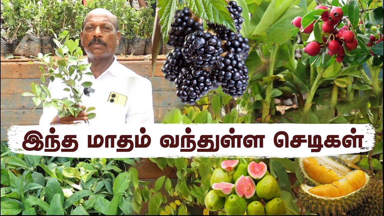 இந்த மாதம் வந்துள்ள புதிய அரிய வகை செடிகள் | Exotic Fruit Plant Arrival this Month at Our Nursery 🤩🤩