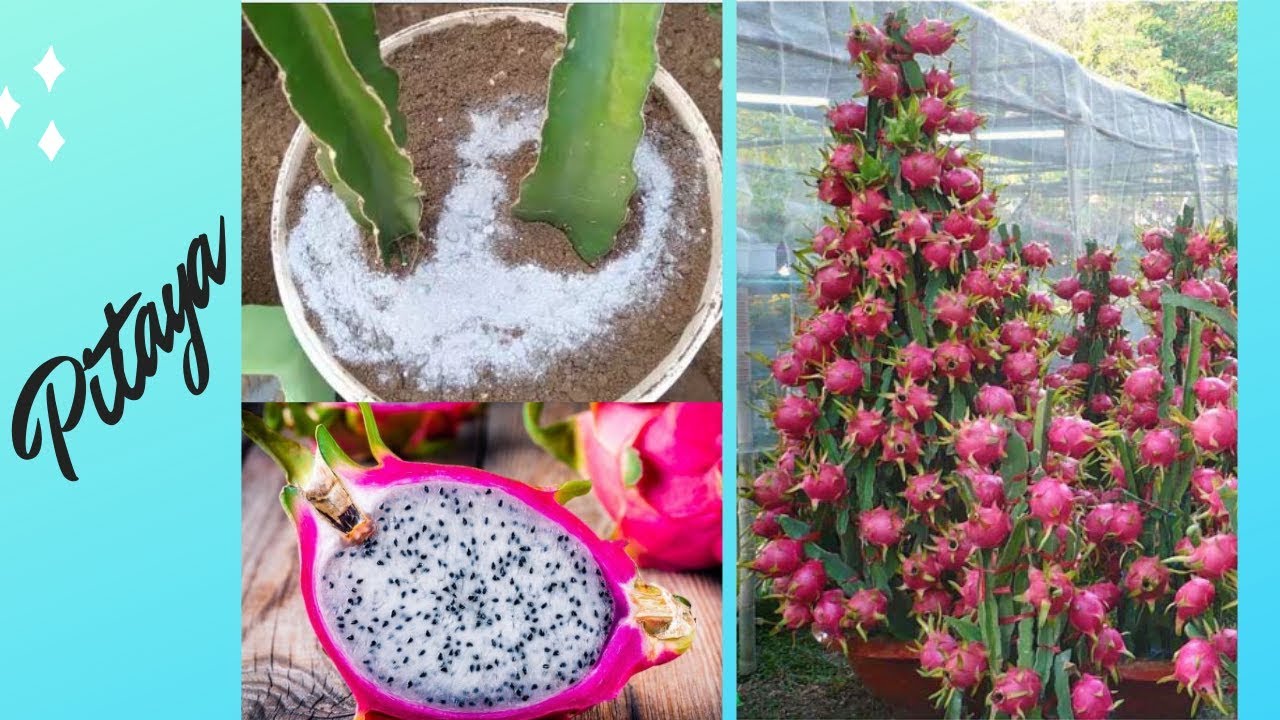 COMO plantar PITAYA ( Dicas preciosas)