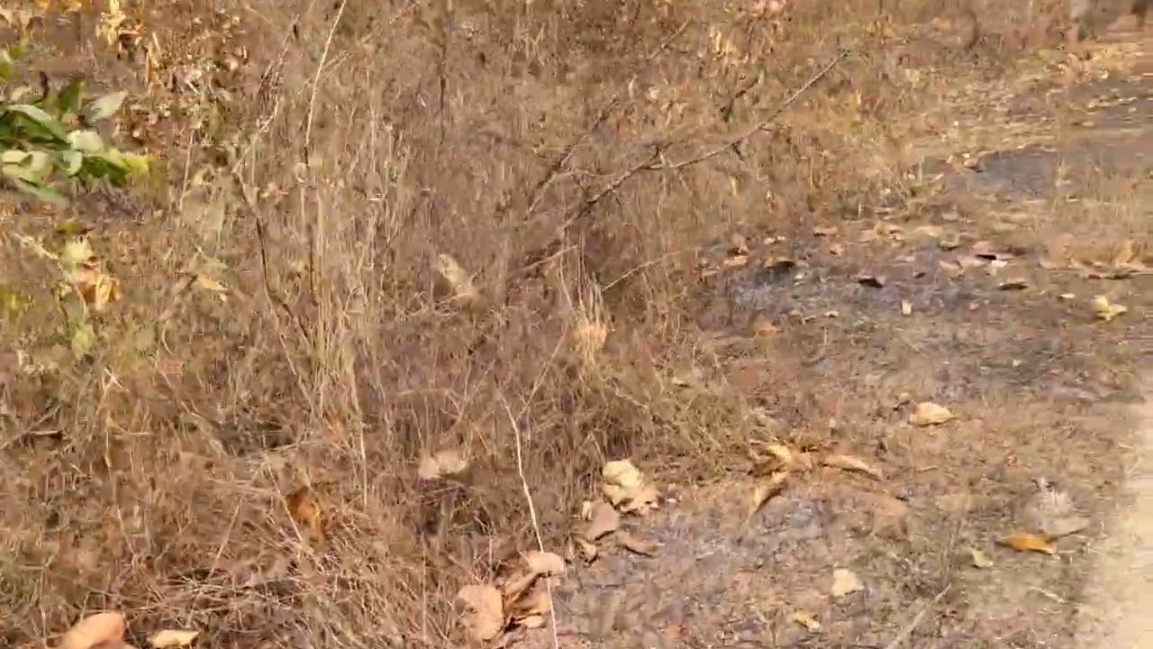 चाकुलिया: बोरमारा-केरुकोचा मार्ग के विशाल जंगलों में भीषण आग, वन्यजीवों और पर्यावरण को भारी नुकसान​