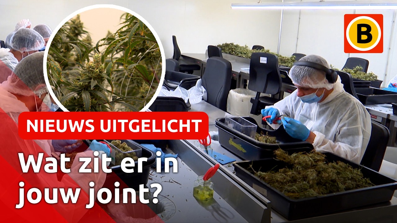 Nederhasj in een joint of beter roken met een vape? | Nieuws Uitgelicht
