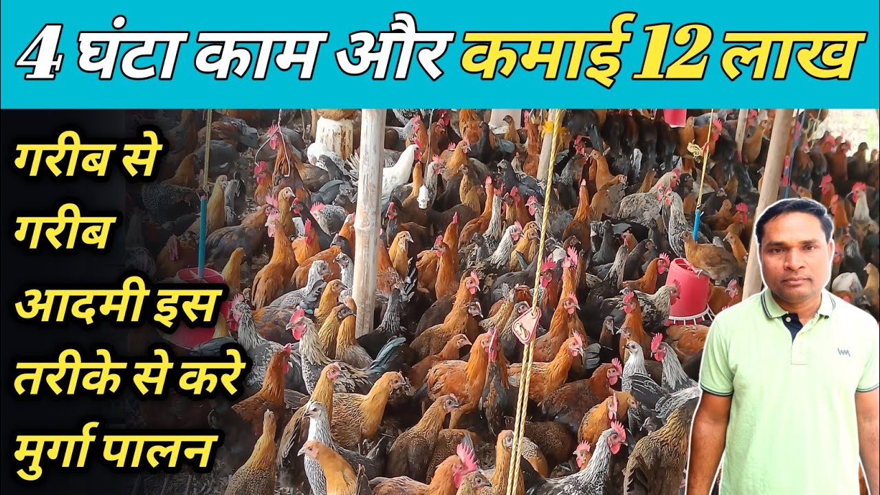 4 घण्टा काम और कमाई 12 लाख सोनाली देशी मुर्गा पालन का सबसे सरल तरीका गरीब आदमी ऐसे करे #murgipalon