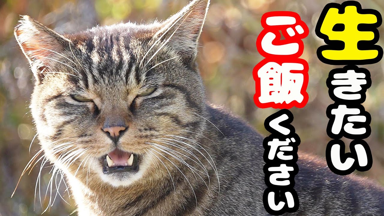 何もない埋め立て地で孤独に鳴くキジトラ猫にご飯をあげたら・・・ さくらねこへのエサやり【ご視聴だけでも猫たちを助けることになります】ご支援者様 視聴者様 猫たちに神のご加護を！