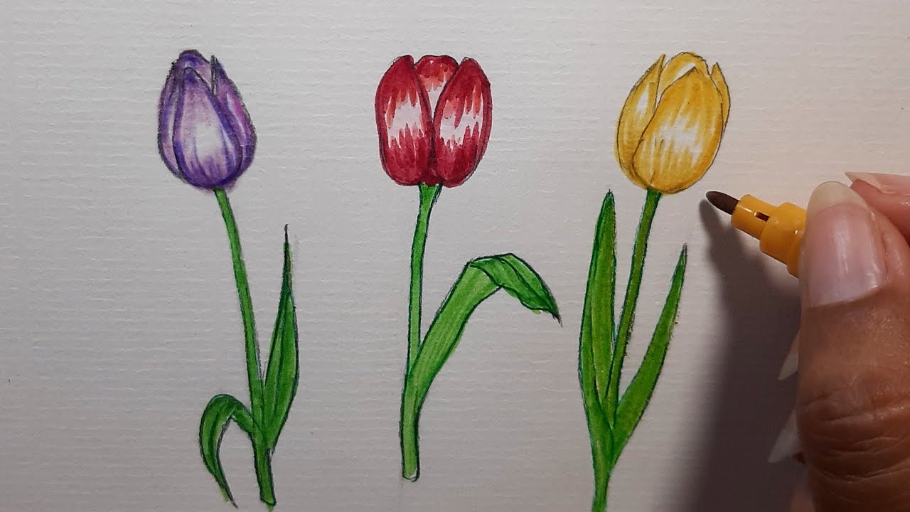 Tulip Drawing Easy | How to Draw Tulip Flower | Draw Tulip in Colour