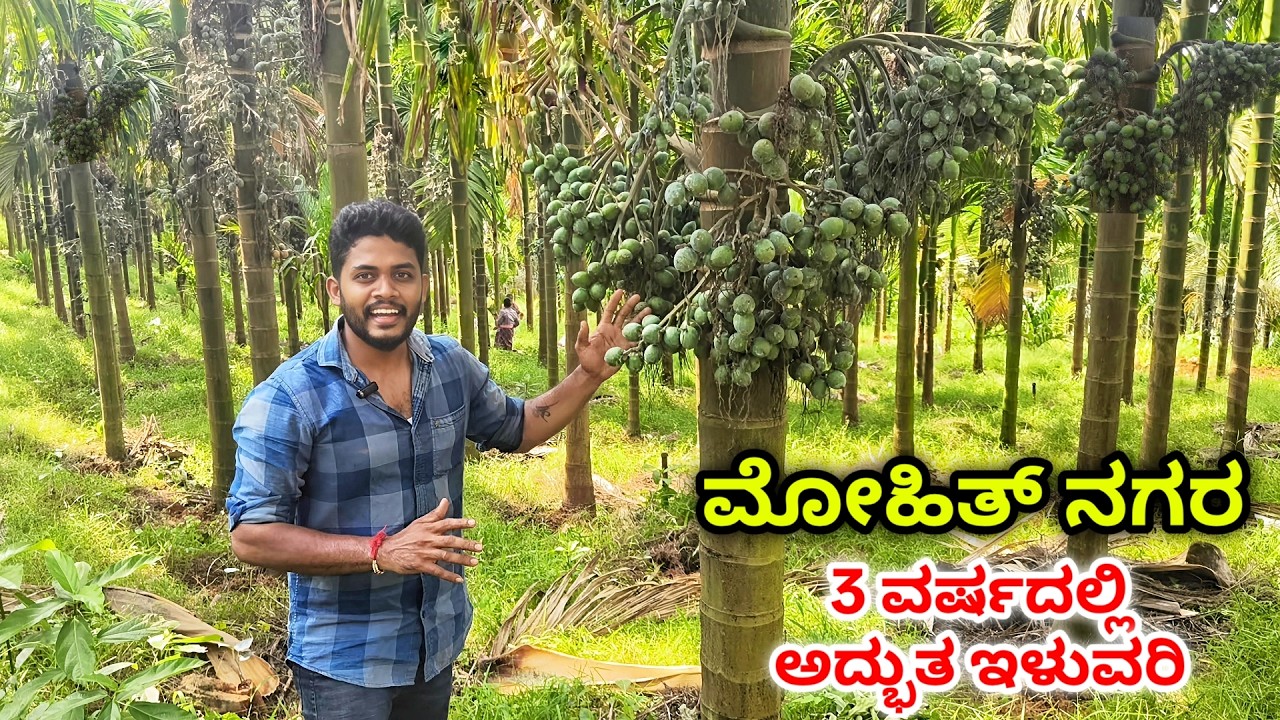 3 ವರ್ಷದ ಅಡಿಕೆ ಗಿಡದಲ್ಲಿ 8-9 ಹಿಂಗಾರ..! ಉತ್ತಮ ಇಳುವರಿ, ರೋಗನಿರೋಧಕ ಶಕ್ತಿ. ಗೊಬ್ಬರ ಹೇಗೆ..? ಸಂಕ್ಷಿಪ್ತ ಮಾಹಿತಿ.