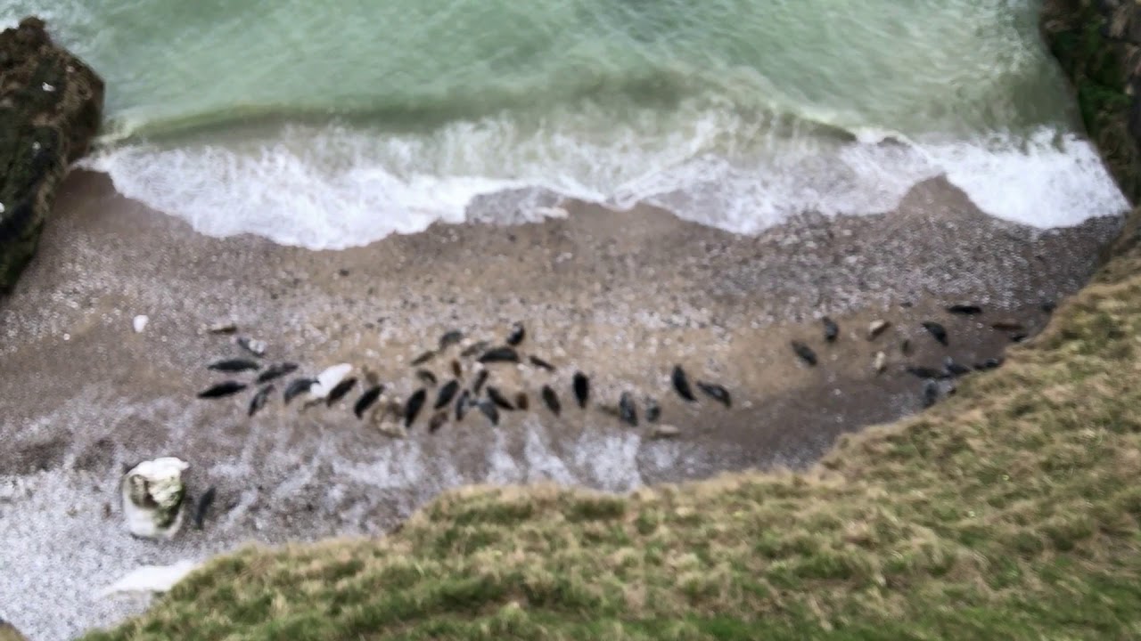 #VirtualBirding - Birding Trips in North Wales by Birdwatching Trips  - April 2020