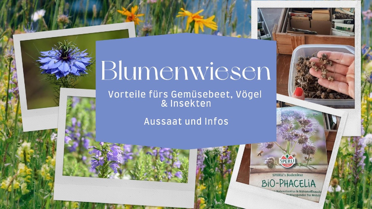 Blumenwiesen (im März) anlegen