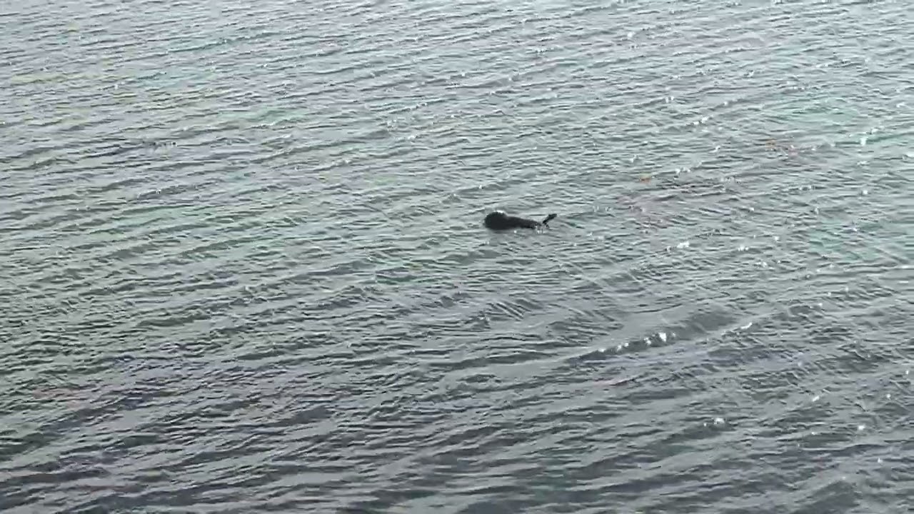 Sea Otters  in BAY at Morro Bay