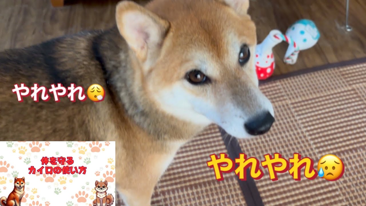 飼い主に訴える柴犬の美柚（みゆ）と健康プチ雑学「体を守るカイロの貼り方」