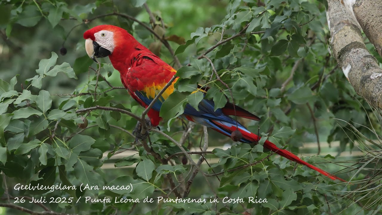 Slideshow with 100 of my favourite bird pictures