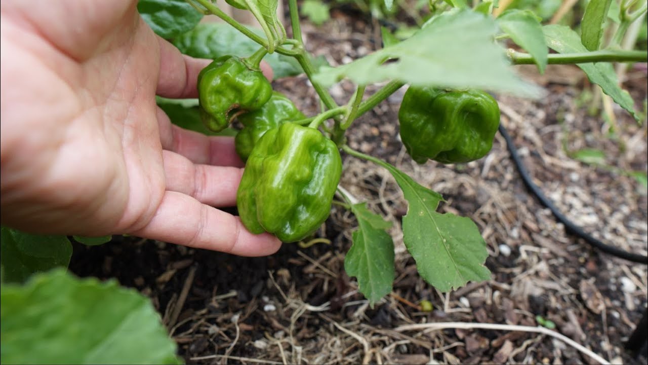 2025 Super Hot Grow Series Ep06 - Propagating and Grafting Peppers